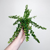 Aeschynanthus Twister Eszynanthus P9
