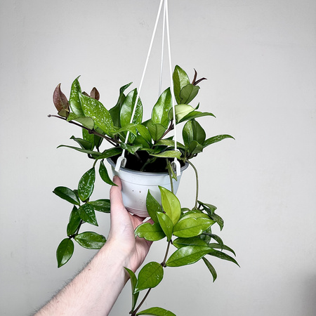 Hoya Hoja w doniczce wiszącej