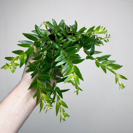 Aeschynanthus Japhrolepis Eszynanthus P9