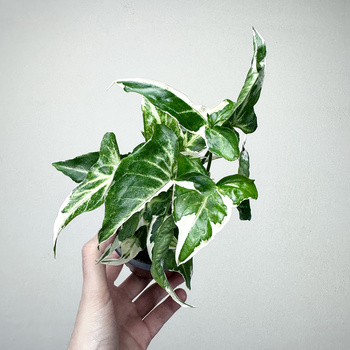 Syngonium T25 Zroślicha P9