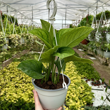 Monstera pinnatipartita P19 wisząca