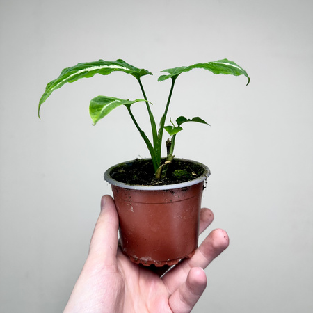 Syngonium Wendlandii Green Velvet Zroślicha