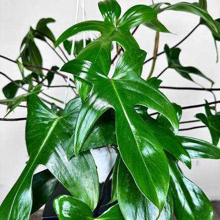 Philodendron Florida Beauty Green Filodendron P19 wisząca