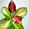Hoya Australis Lisa Hoja P9