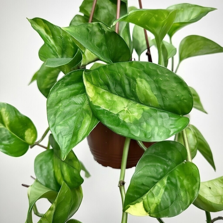 Epipremnum pinnatum Global Green P17 wisząca