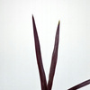 Kordylina australijska Red Star Cordyline australis