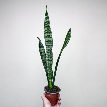 Sansewieria gwinejska Black Coral Sansevieria trifasciata P9