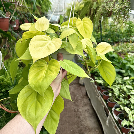 Philodendron Lemon Lime Filodendron P17 wisząca