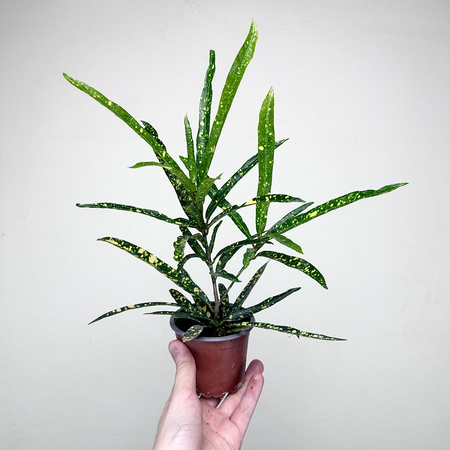 Kroton Gold Star Codiaeum P9