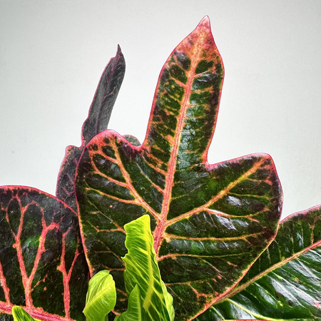 Kroton Excellent Codiaeum P11