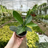 Stefanotis Bukietowy Stephanotis Floribunda
