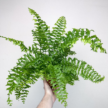 Paproć Nephrolepis biserrata Fishtail P13