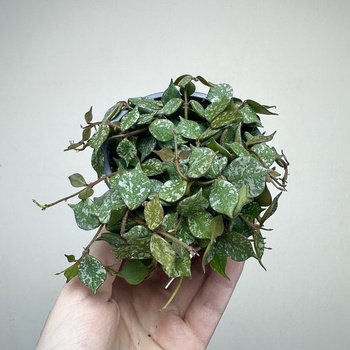 Hoya Curtisii Hoja P9
