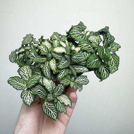 Fittonia Fitonia biało-zielona