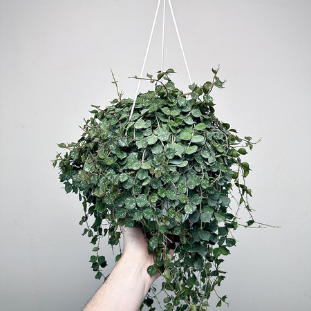 Hoya Curtisii Hoja P19 wisząca