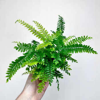 Adiantum Bronze Venus Paproć P9