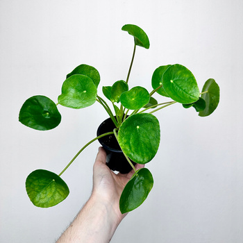 Pilea Peperomioides Pieniążek P11