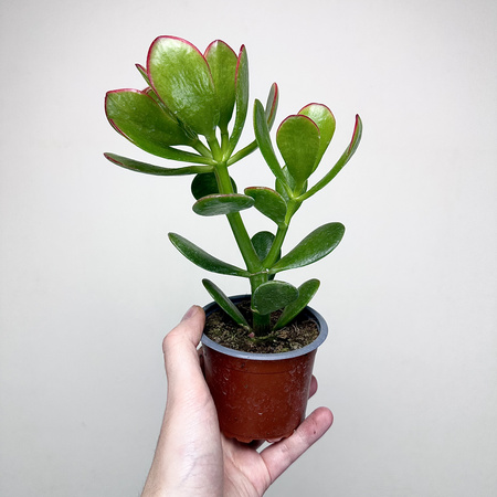 Crassula ovata Sunset Grubosz Drzewko Szczęścia P9
