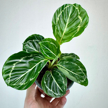 Calathea roseopicta Green Kalatea P11
