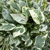 Epipremnum Pearls and Jade | White Panther P19 wisząca