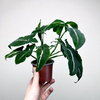 Syngonium Wendlandii Green Velvet Zroślicha P9
