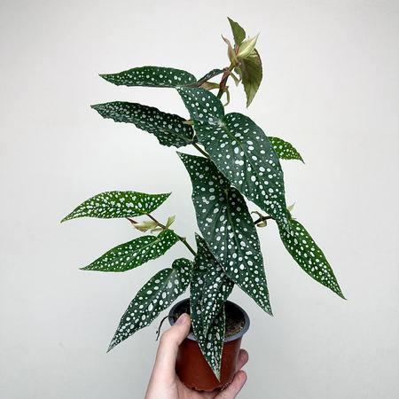 Begonia Double Dot P9