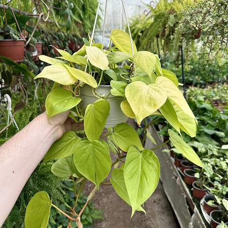 Philodendron Lemon Lime Filodendron P17 wisząca