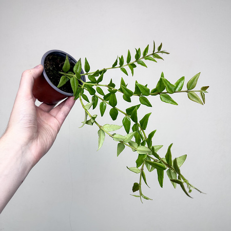 Hoya bella Hoja piękna P9