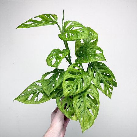 Monstera Adansonii Monkey Mask P11