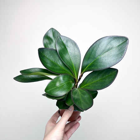Peperomia clusiifolia Red Margin P9