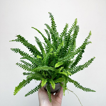 Paproć Duffy Nephrolepis P11