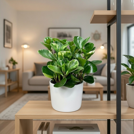 Peperomia obtusifolia Marble Variegata P17