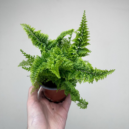 Paproć Nephrolepis Exaltata Marissa P9