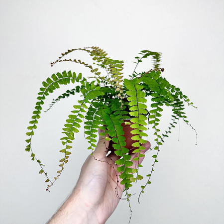Adiantum Caudatum Paproć
