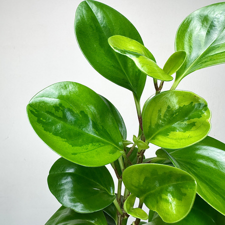 Peperomia obtusifolia Lemon Lime Peperomia tępolistna P9