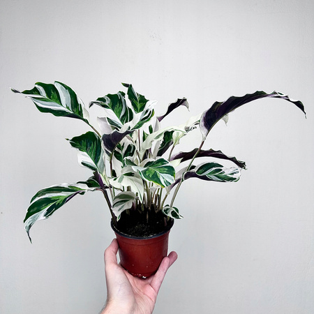 Calathea White Fusion Kalatea P11