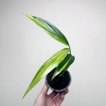 Epipremnum amplissimum Variegata P9