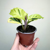 Calathea Yellow Fusion Kalatea P9