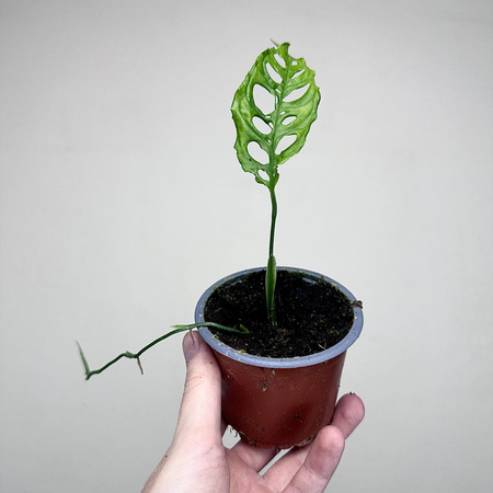 Monstera obliqua Peru P9