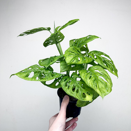 Monstera Adansonii Monkey Mask P11