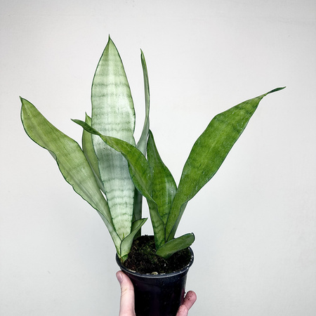 Sansewieria Moonshine Sansevieria trifasciata P12