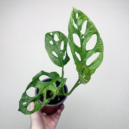 Monstera adansonii Mint P12