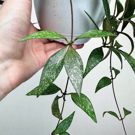 Hoya Parviflora Splash Hoja P15 wisząca