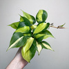 Philodendron Scandens Brasil Filodendron P9