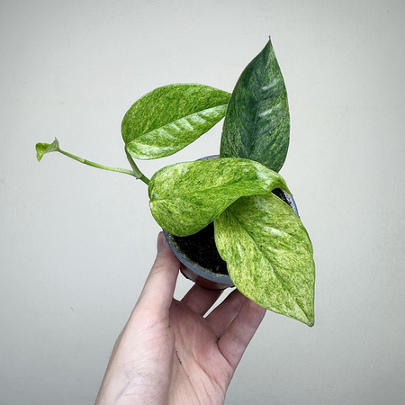 Epipremnum pinnatum Cream Mint Variegata P9