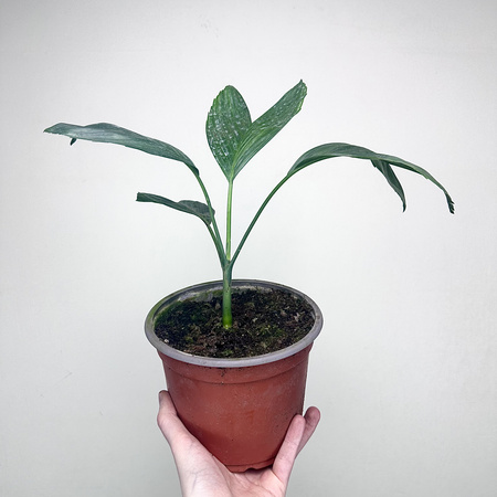 Chamaedorea Metallica Chamedora Palma P17