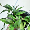 Hoya Parviflora Splash Hoja P15 wisząca