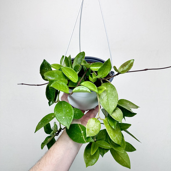 Hoya Silver Flake Hoja P19 wisząca