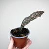 Sansevieria Star Canyon Granite Sansewieria P9