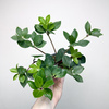 Peperomia Pereskiifolia P9